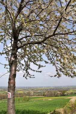 Beyaz çiçekli çiçek açan bir ağaç ve arka planda köyler ve yel değirmenleri,