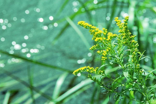 水边的野生植物上有黄色的小花 水草和野生植物 水面上有自然 夏天有自然 — 图库照片