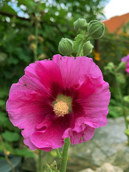 Pink Flower Pink Mallow Delicate Flower Petals Blooming Flower — Stock Photo, Image