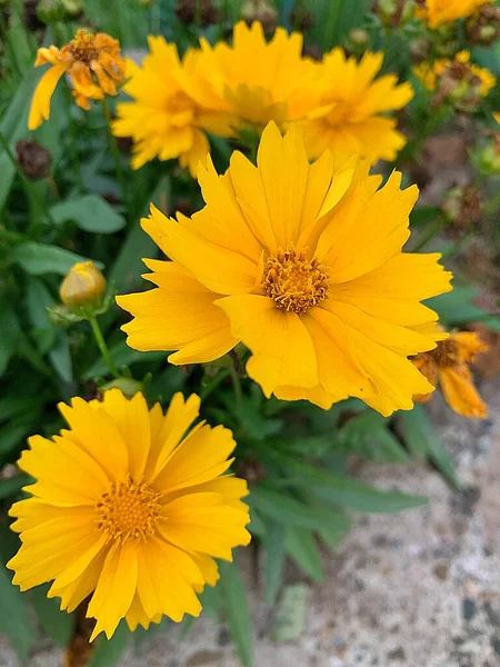 Yellow Flowers Blooming Flowers Yellow Petals Flowering Plants Nature Flowerbed — Stock Photo, Image