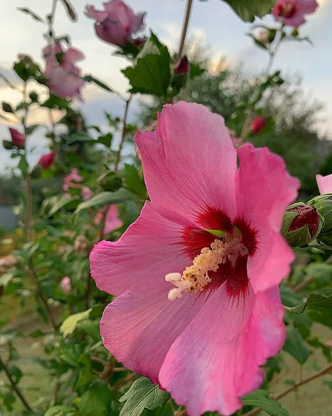 Rózsaszín Virág Rózsaszín Mályva Finom Virágszirmok Virágzó Virág Zöld Levelek — Stock Fotó