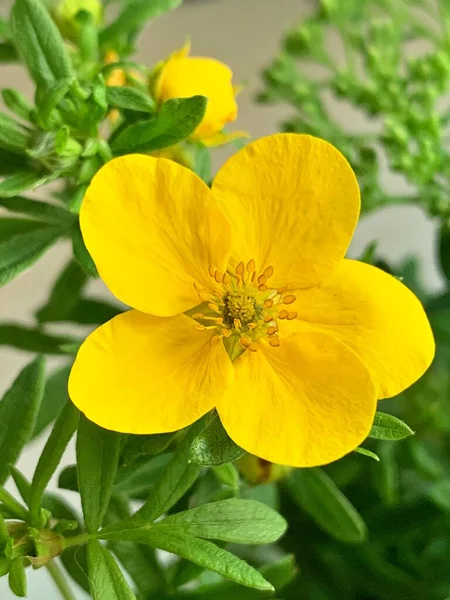 Kis Sárga Virág Virágzó Növény Sárga Szirmok Zöld Levelek — Stock Fotó