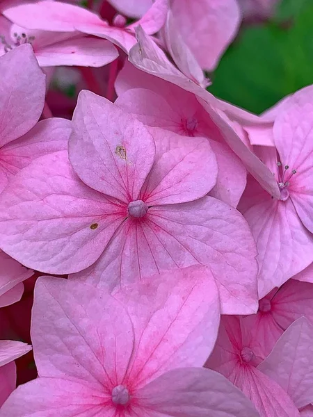 ピンクの緑のアジサイ 開花アジサイ 緑の葉 満開のアジサイ — ストック写真