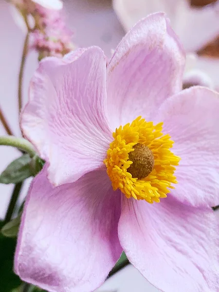 黄色の中心と明るいピンクの花弁を持つ美しい大きな花咲く植物 — ストック写真