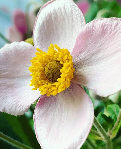 Smuk Stor Blomst Med Gul Center Lyse Lyserøde Kronblade Blomstrende - Stock-foto