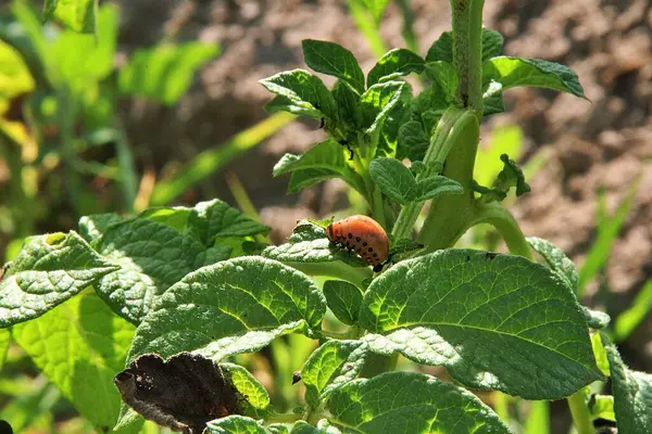 コロラド ポテト ビートル コロラド ビートルのジャガイモの葉の昆虫 畑に植えられたジャガイモ オレンジの昆虫 — ストック写真