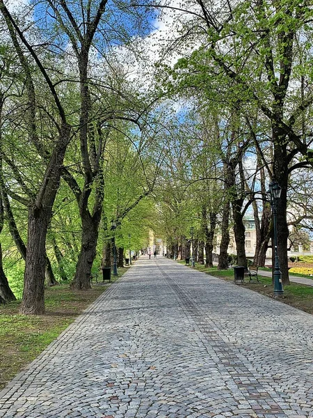 Weg Park Straße Aus Steinen Allee Der Stadt Zwischen Bäumen — Stockfoto