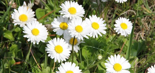 Weiße Gänseblümchen Auf Der Wiese Blüten Mit Weißen Blütenblättern Frühlingsmargeriten — Stockfoto