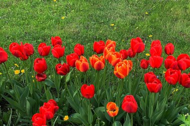 Kırmızı laleler, kırmızı laleli bahçe, açan çiçekler, bahçe, yeşil çimen, bahar