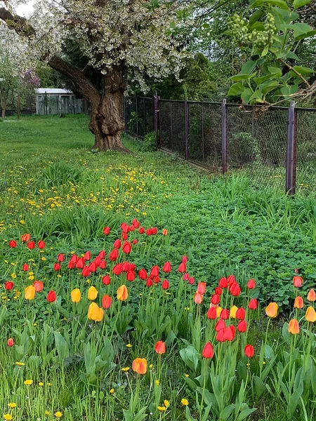 花のある草原チューリップのある庭緑の草花のある古い木庭背景に温室 — ストック写真