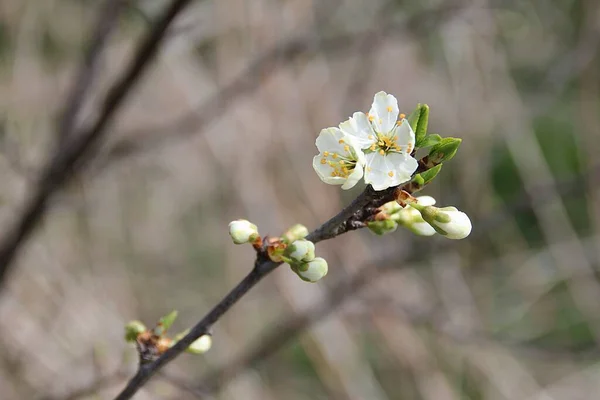 開花木の小枝 小さな芽 小枝の花 — ストック写真