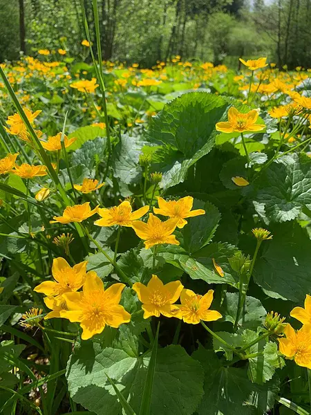 牧草地に咲く黄色の花森のマリーゴールド野生の自然 — ストック写真