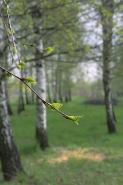 Taze yaprakları olan bir ağaç dalı, Bahar çiçekleri ağaçlar, bitki örtüsü, beyaz kabuklu huş ağaçları