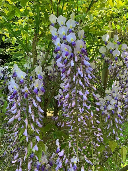 purple wisteria flowers, flowering wisteria tree, white and purple tiny flowers, green hanging leaves, young sapling