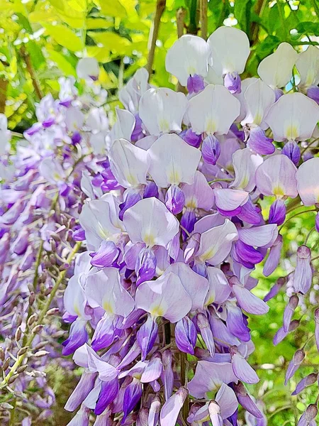 purple wisteria flowers, flowering wisteria tree, white and purple tiny flowers, green hanging leaves, young sapling