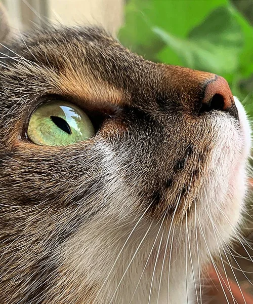 Yeşil Büyük Kedi Gözleri Kürklü Hayvan Dışarı Bakan Kedi Evcil — Stok fotoğraf