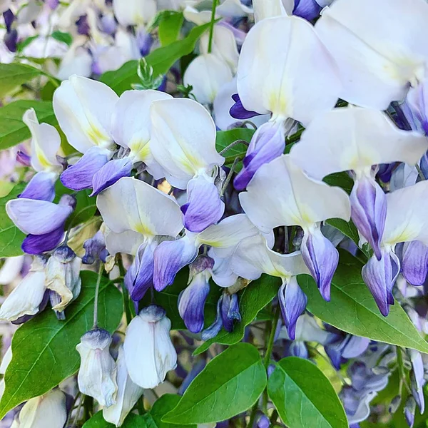 wisteria flowers, purple tiny flowers on a bush, blooming bush, tree in full bloom, spring plants, beautiful fragrant flowers