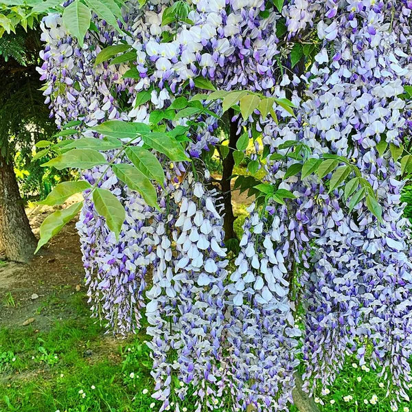 wisteria flowers, purple tiny flowers on a bush, blooming bush, tree in full bloom, spring plants, beautiful fragrant flowers