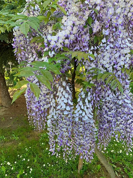 藤の花 茂みに紫色の小さな花 開花ブッシュ 満開の木 春の植物 美しい香りの花 — ストック写真