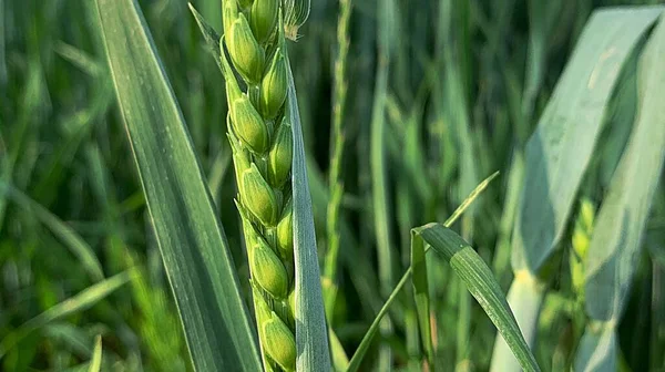 Raminho Verde Trigo Campo Grãos Trigo Maduro Primavera Campo Plantas — Fotografia de Stock