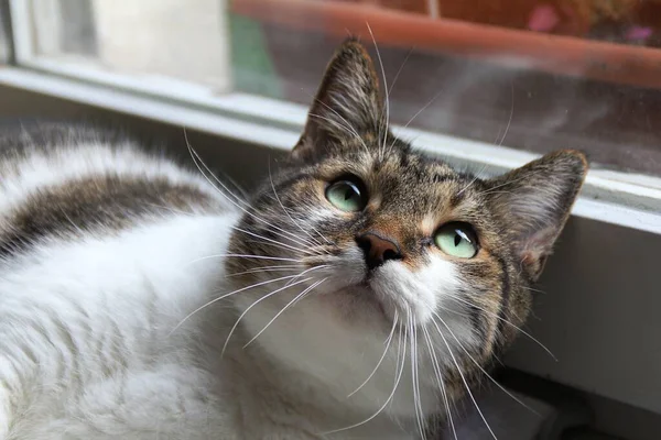 Zielone Oczy Kota Kot Leżący Parapecie Przy Oknie Kot Odpoczywający — Zdjęcie stockowe