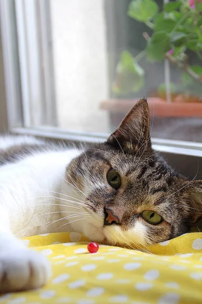 Leżący Kot Żółta Poduszka Oczy Kota Zwierzę Domowe Odpoczywające Przy — Zdjęcie stockowe