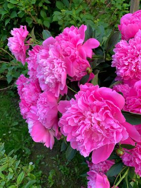 Pembe şakayık, güzel büyük çiçek, şakayık yapraklar, güzel kokulu çiçekler, bahçe çiçekleri.