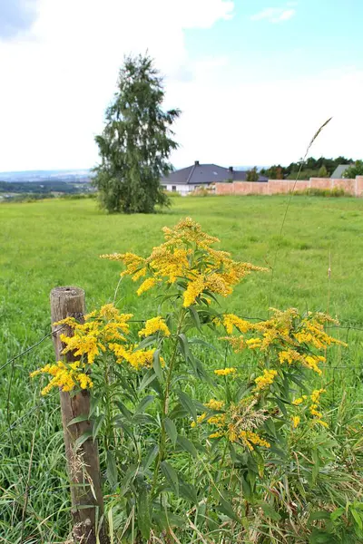 畑の端にある村牧草地黄色い野の花野生の自然 — ストック写真