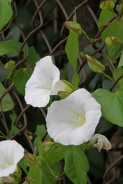 Metal Bir Çitte Beyaz Tırmanma Çiçekleri Beyaz Tırmanma Çiçekleri Kadehler — Stok fotoğraf