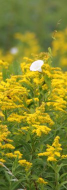 Çayırdaki sarı çiçekler, çiçeklerdeki bir arı ve sarı kır çiçeklerine tırmanan beyaz bir çiçek, çiçek tarlaları.