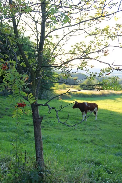 划船树 划船树和背景在草地上的奶牛 乡村的氛围 牧场上放牧的奶牛 — 图库照片