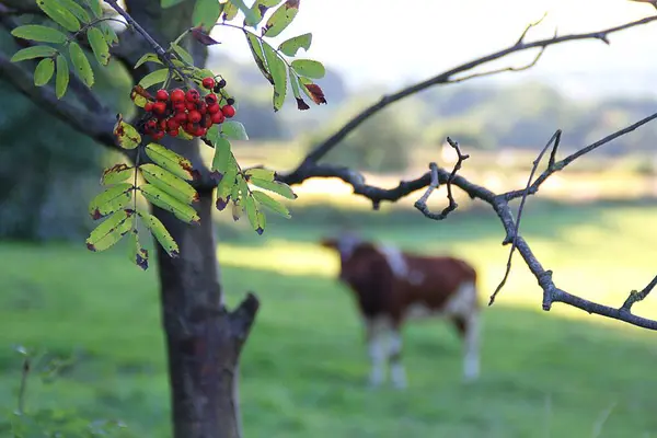 Rouan Albero Rouan Albero Sullo Sfondo Sul Prato Una Mucca — Foto Stock