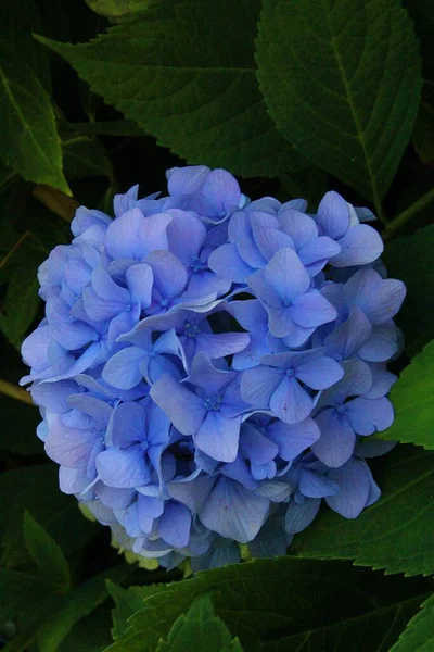 Hortensias Azules Flores Azules Flor Hortensias Florecientes Arbustos Con Flores — Foto de Stock