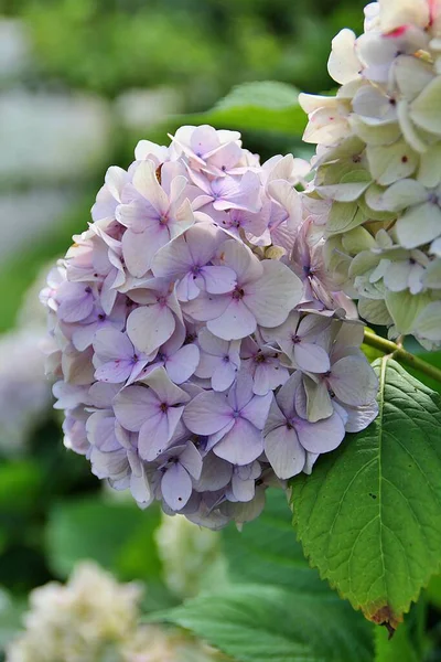 purple-pink hydrangea, bright flowers, flower of blooming hydrangea, bushes with flowers, bright colors of hydrangea