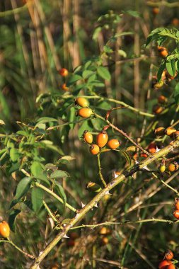 Olgun güller, yabani güller, gül çalıları, doğa, vahşi yaşam, gül meyveleri.