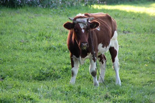 一头小牛站在草地上 一头小牛犊 一只在绿草上吃草的动物 乡村的动物 — 图库照片