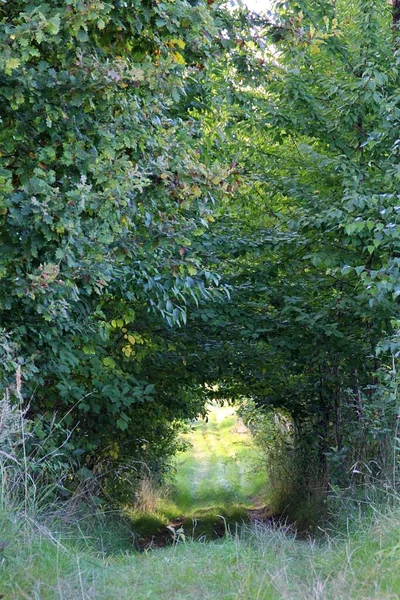 木々の下の神秘的な通路 緑の間の隠された道 木の間のトンネル 舗装されていない緑の道 そしてその上の木 — ストック写真