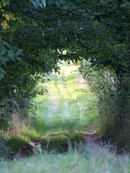 Misterioso Pasaje Bajo Los Árboles Camino Oculto Entre Vegetación Túnel — Foto de Stock