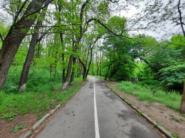Parkta yeni bir şeye giden bir yol.