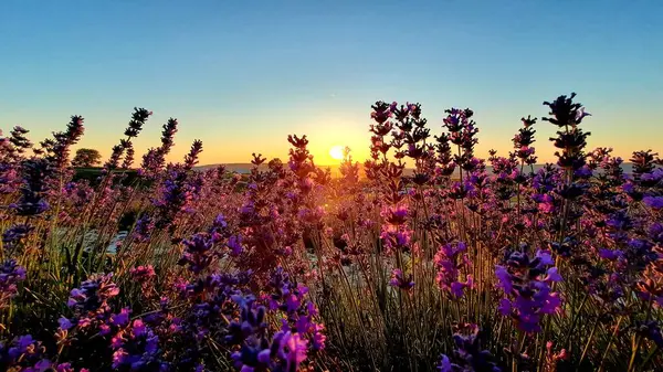 stock image Summer sunset across the lavender 3