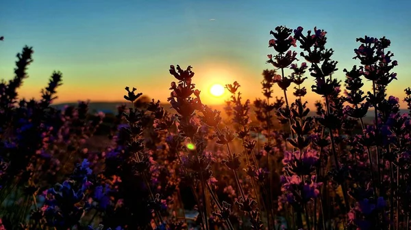 Sommersonnenuntergang Über Dem Lavendel — Stockfoto