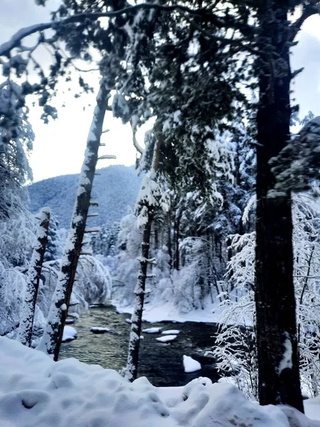 冬季森林和河流 — 图库照片