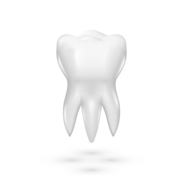 Premolar Temiz Sağlıklı Diş 'in 3B Diş Modeli