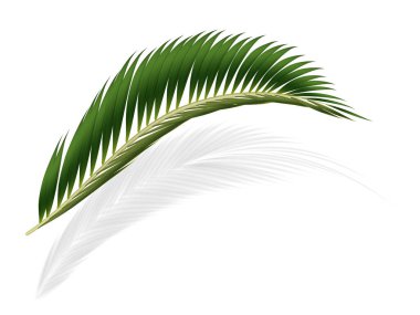 Beyaz Arkaplanda 2D Gerçekçi Avuç İçi Yaprağı