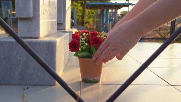 Vrouwenhanden zetten een pot kunstbloemen bij het monument op het kerkhof. — Stockvideo