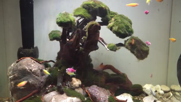 Akvárium s malými bílými, žlutými a růžovými rybami. — Stock video