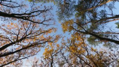 Sonbahar ormanlarındaki ağaçların arasından açık mavi bir gökyüzüne ateş ediyorlar..