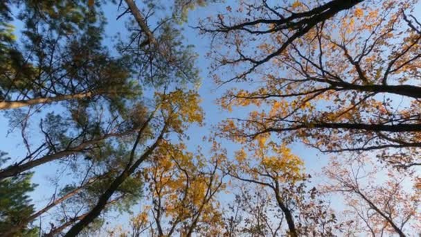 Skjuta en klarblå himmel genom trädkronorna i höstskogen. — Stockvideo