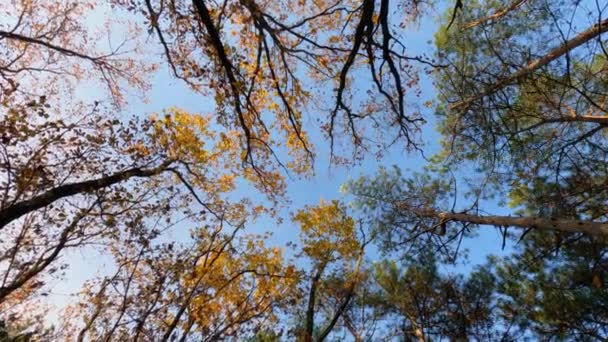 Skjuta en klarblå himmel genom trädkronorna i höstskogen. — Stockvideo