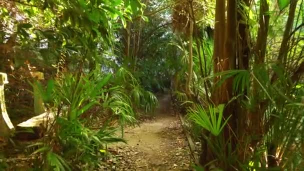 Прогулка по тропинке между деревьями в заросшем, заброшенном субтропическом саду — стоковое видео